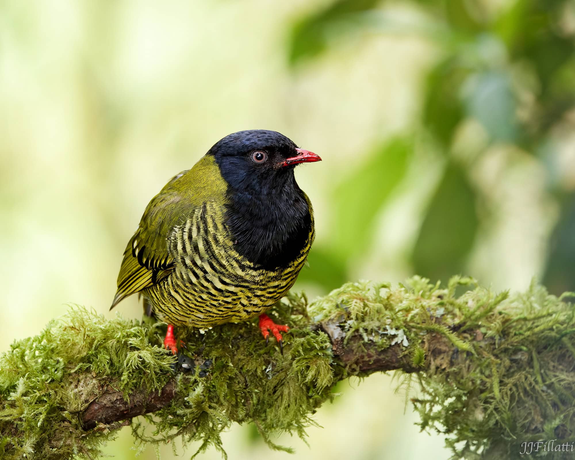 bird of colombia image 36